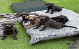 Labrador Retriever dogs for sale: KC Silver, Charcoal & Black Labs for sale - Image 4