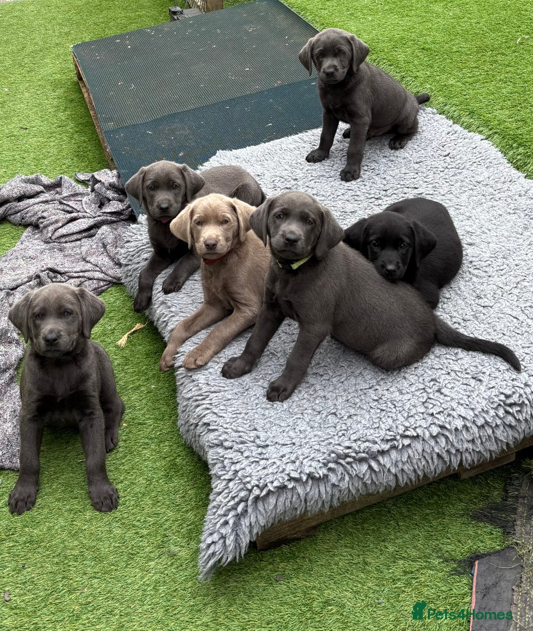 Labrador Retriever dogs for sale: KC Silver, Charcoal & Black Labs for sale - Image 4