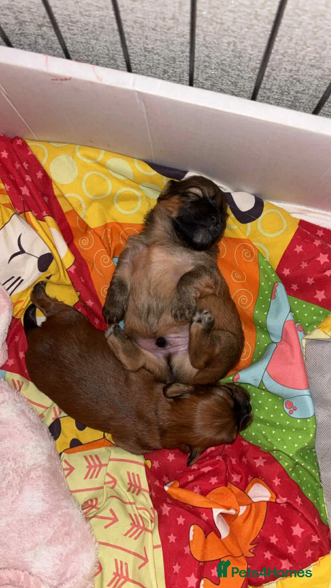 Mixed Breed dogs for sale: La-pom  pups , one boy still available  - Advert 22