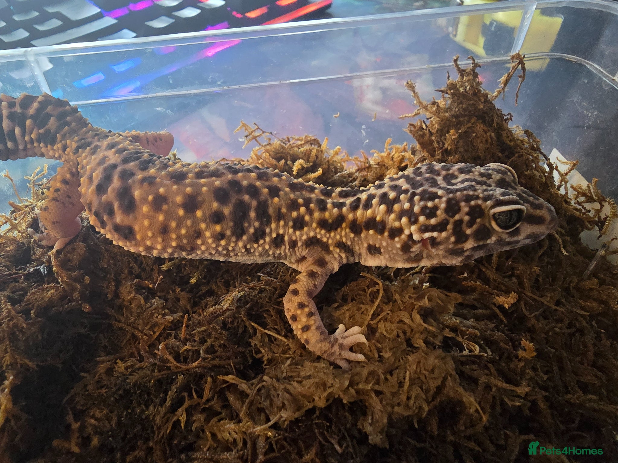 Mixed Breed reptiles for sale: Reptiles, Tarantulas & Enclosures for Sale in Bradford - Advert 1