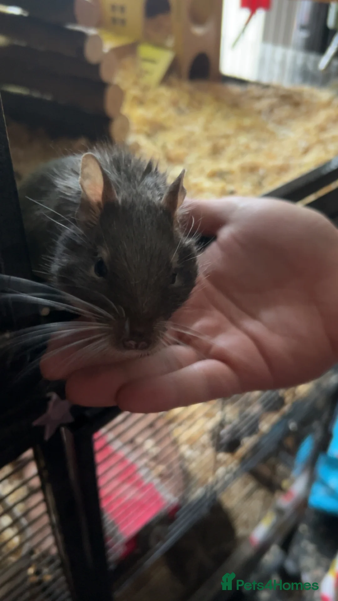 Degus rodents for sale: 2 Male Degus - Advert 4