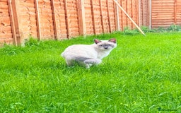 Ragdoll cats for sale: Blue point Ragdoll x British shorthair cross - Image 4