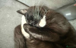 British Shorthair cats for sale: Tag 20 month old Cat - Loving Boy - Image 2