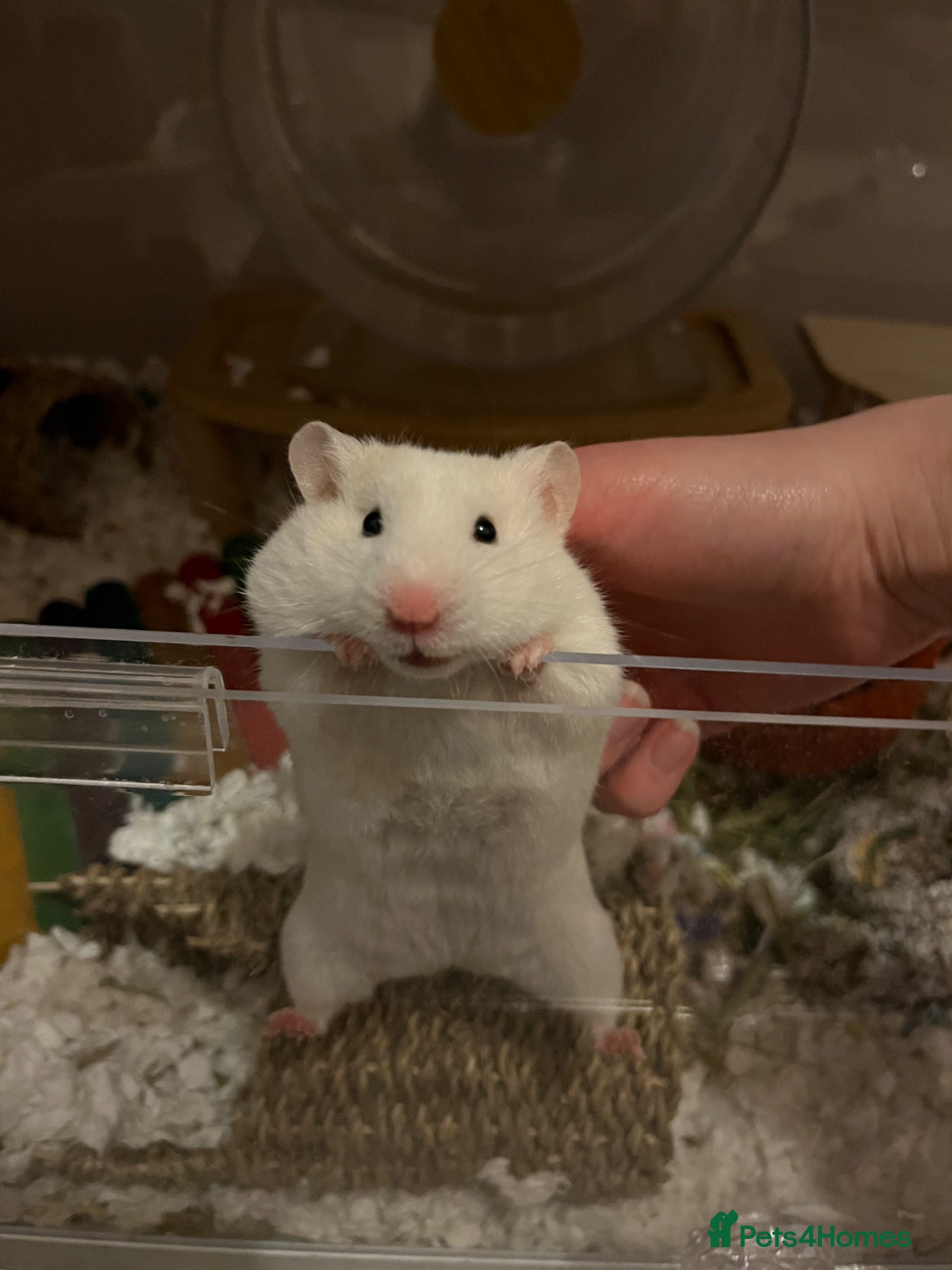 Hamster rodents White Syrian hamster and full set up  - Advert 14