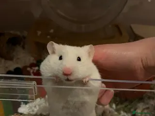 Hamster rodents White Syrian hamster and full set up - Advert 14