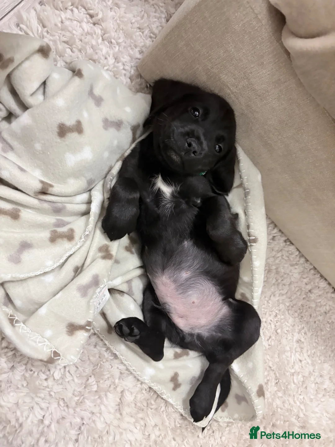 Cockerdor dogs for sale: Cockador Puppy  in Southampton - Advert 4