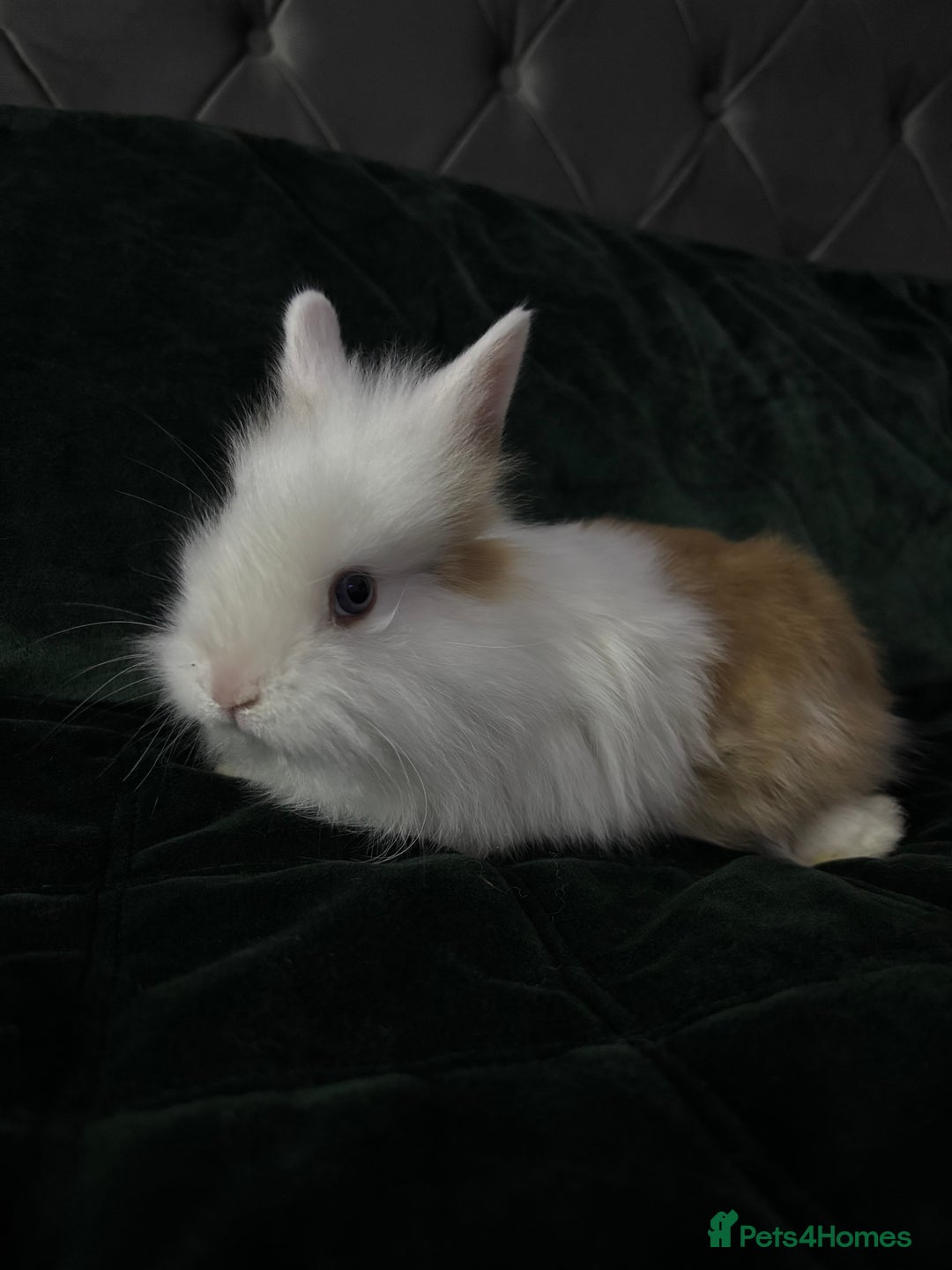 Lionhead rabbits for sale: Beautiful lion-head bunnies 🐰  - Advert 3