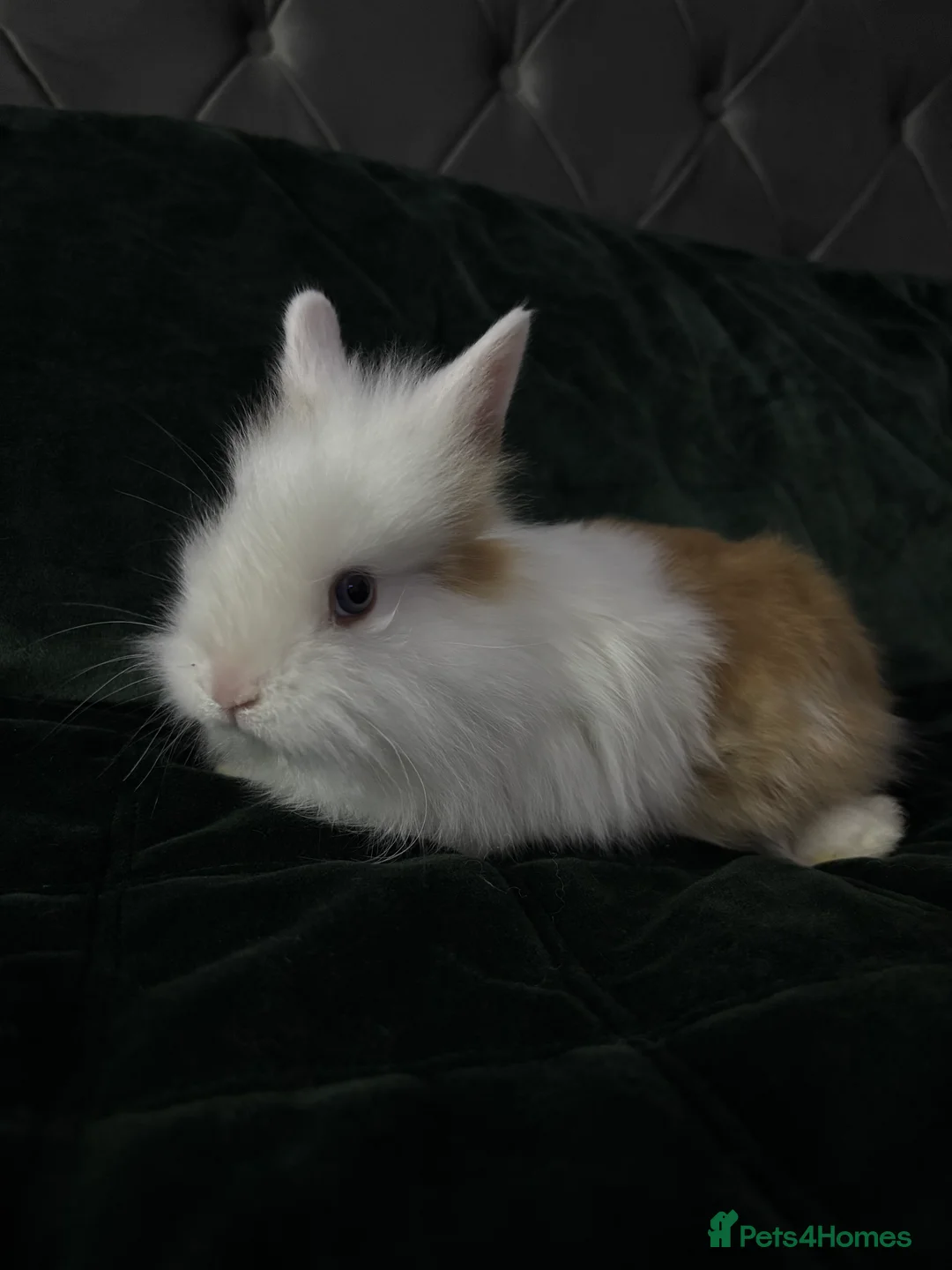 Lionhead rabbits for sale: Beautiful lion-head bunnies 🐰  - Advert 3