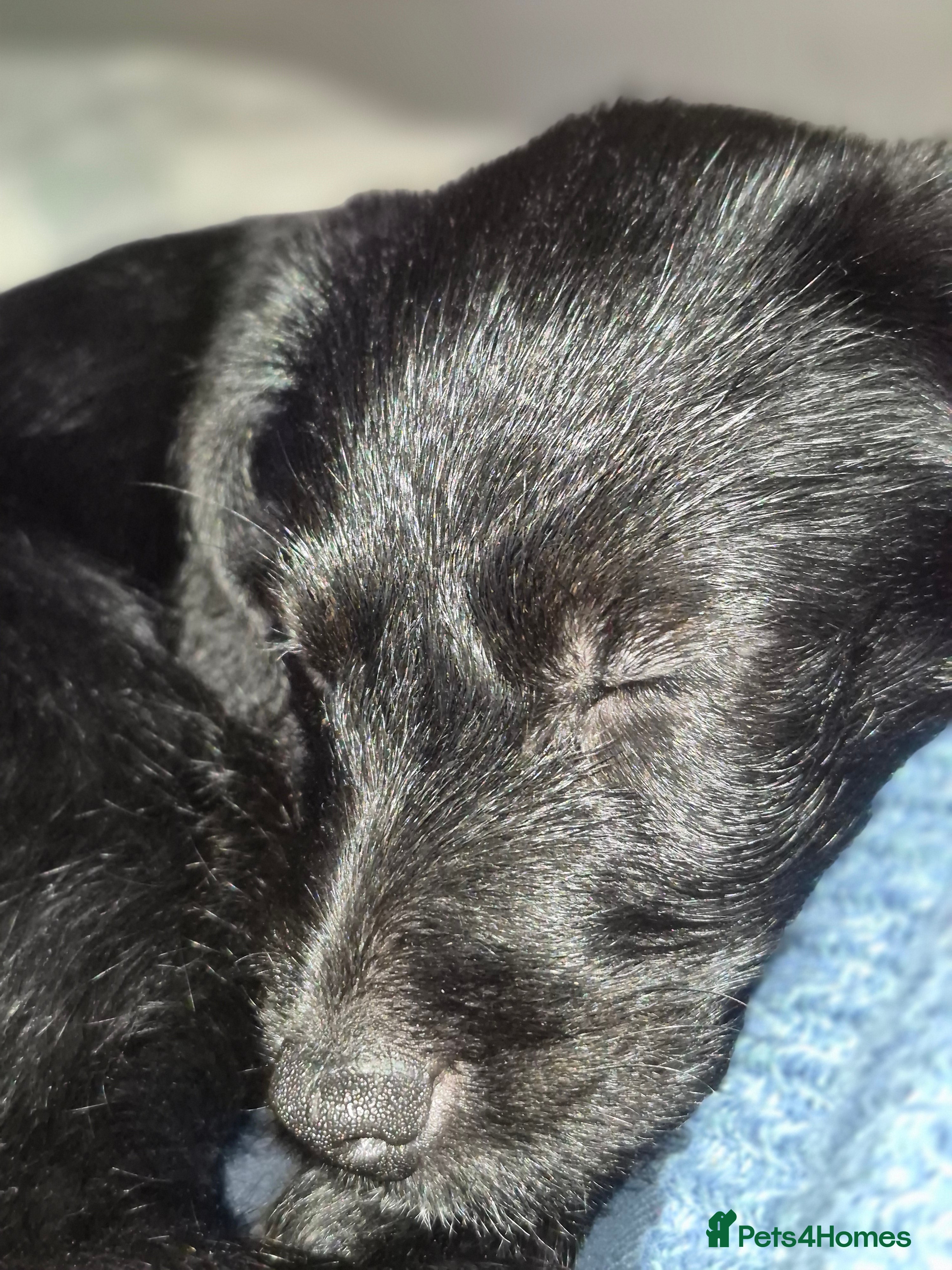 Jackapoo dogs Two beautiful jackapoo girls  - Advert 2