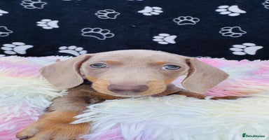 Miniature Dachshund dogs - Advert 15