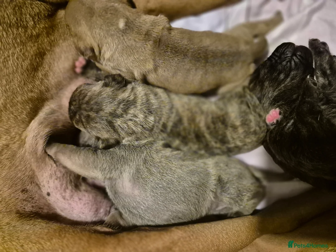 Mixed Breed dogs for sale: Mastiff cross french bulldog puppies  - Advert 2