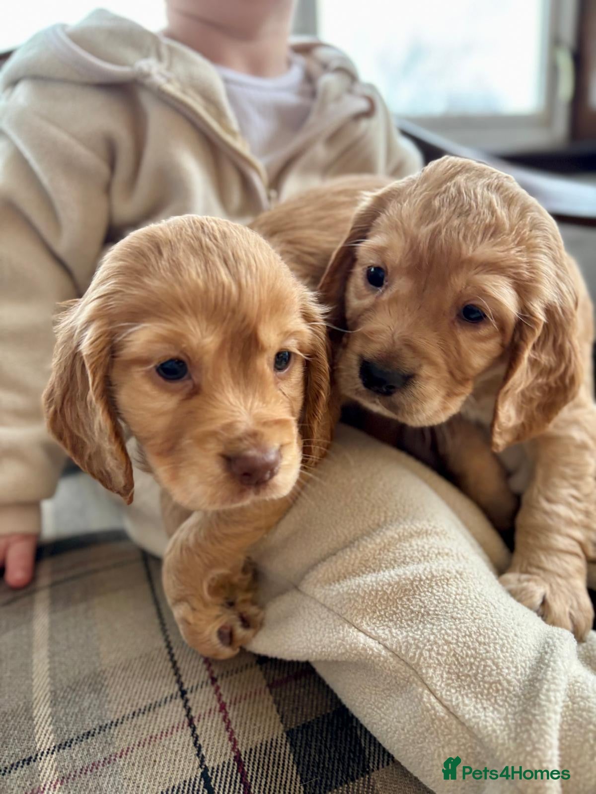 Cocker Spaniel dogs KC Registered Working Cocker Spaniel Puppies  - Advert 1