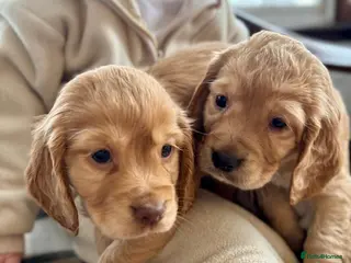 Cocker Spaniel dogs KC Registered Working Cocker Spaniel Puppies - Advert 1