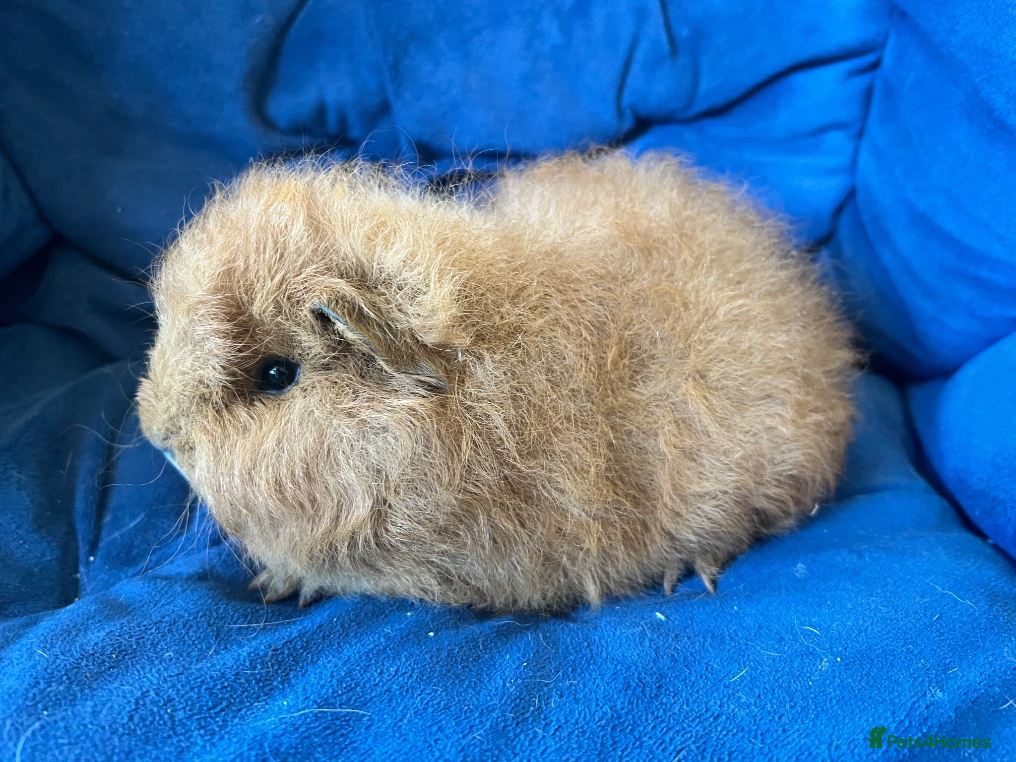 Guinea Pig rodents Purebred Swiss Guniea pig  - Advert 8