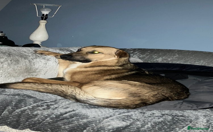 German Shepherd dogs - Advert 1