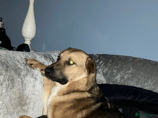 German Shepherd dogs - Advert 11