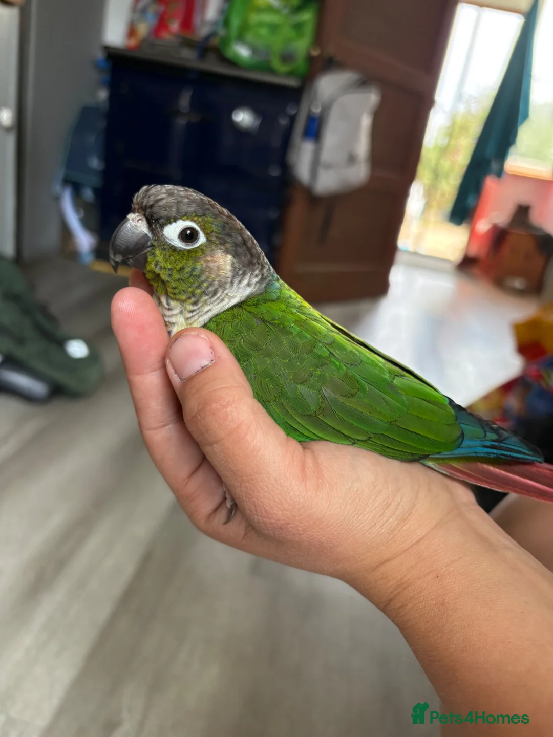 Conures birds for sale: Green cheek conure looking for new home - Advert 1