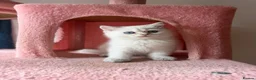 British Longhair cats for sale: 5 kittens ready for new family negotiate available - Advert 6