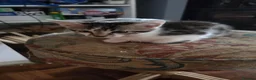 Bengal cats for sale: Kittens looking for loving homes  in Bournemouth - Advert 9