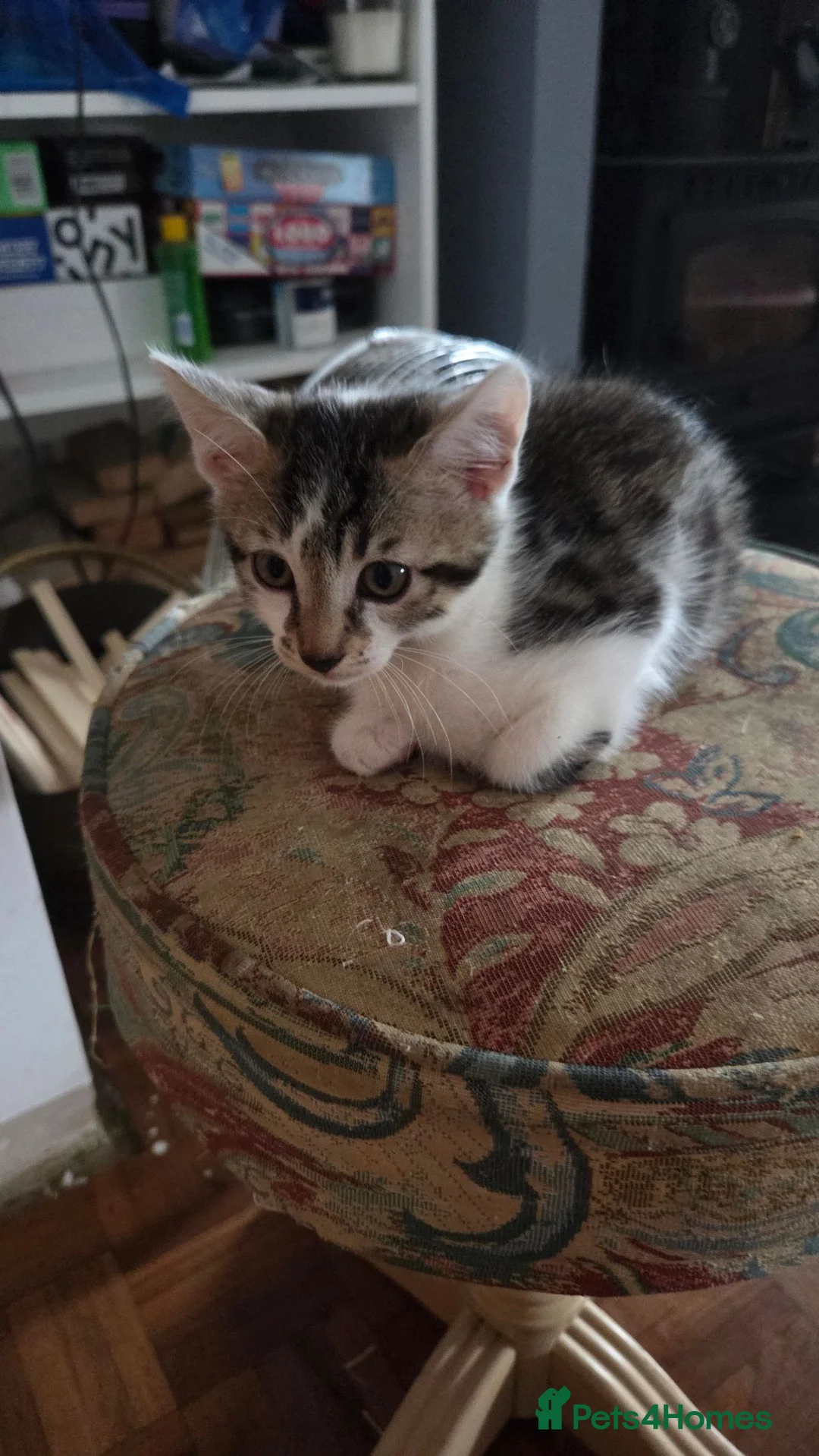 Bengal cats for sale: Kittens looking for loving homes  in Bournemouth - Advert 9