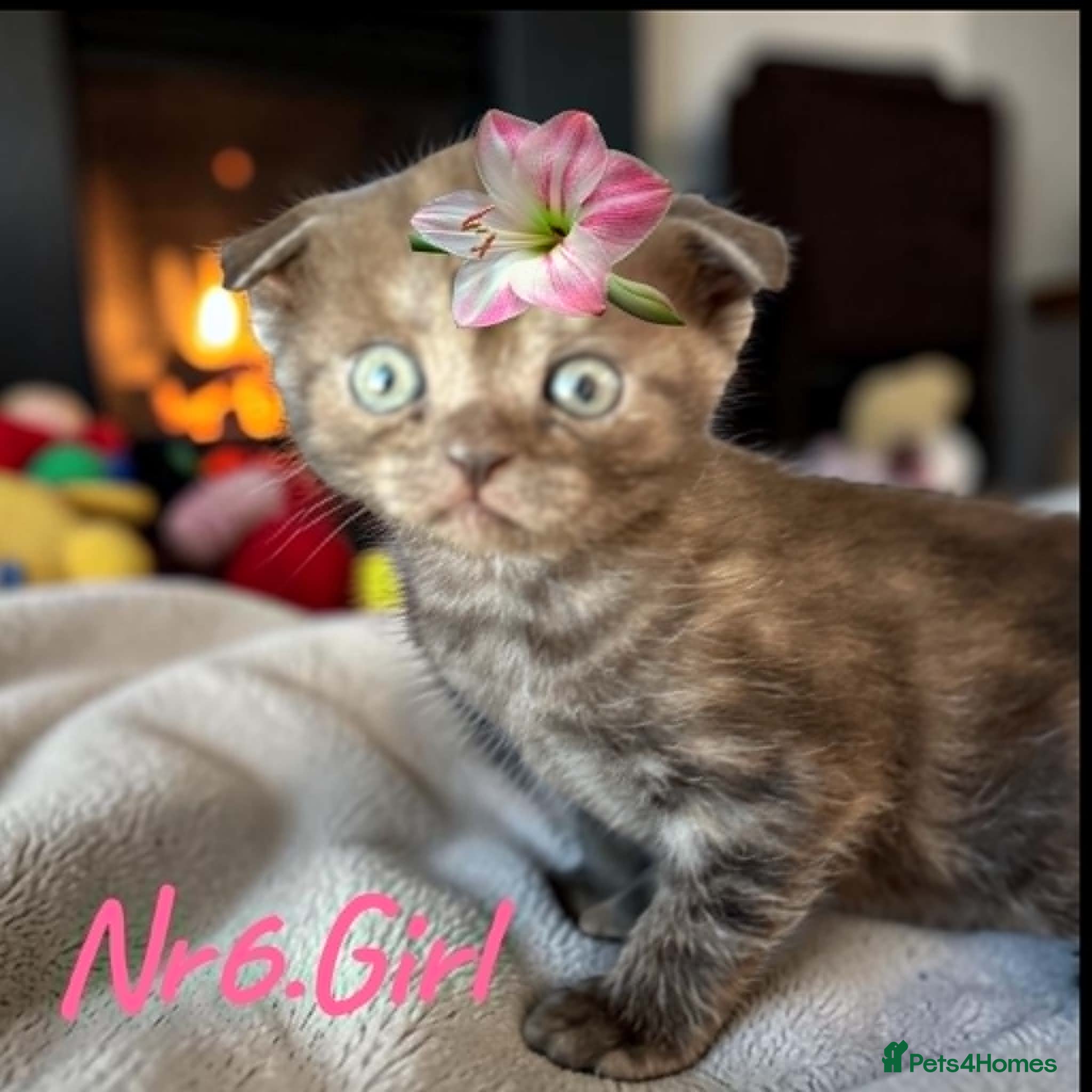 Scottish Fold cats for sale: 6 Pedigree Scottish Fold and Straight Kittens - Advert 15