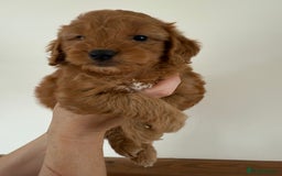 Cockapoo dogs for sale: Beautiful Health tested Toy Cockapoo Puppies - Image 10