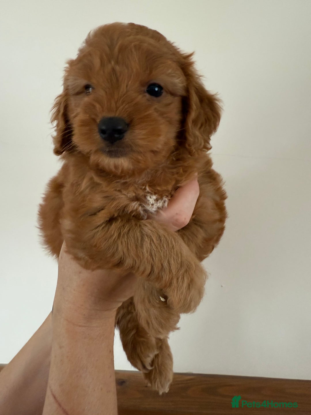 Cockapoo dogs for sale: Beautiful Health tested Toy Cockapoo Puppies - Image 10