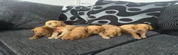 Mixed Breed dogs for sale: Outstanding litter of double doodles  - Advert 10