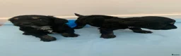 Cockapoo dogs for sale: Outstanding F1 Cockerpoo PuppiesExceptional Colour - Advert 8