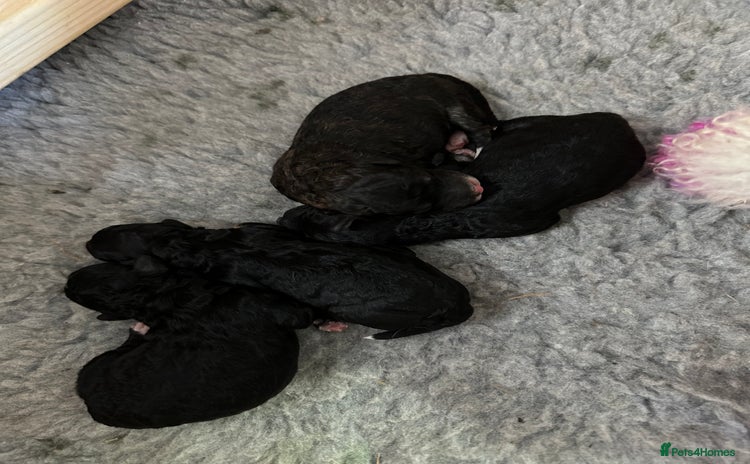 Poochon dogs - Advert 4