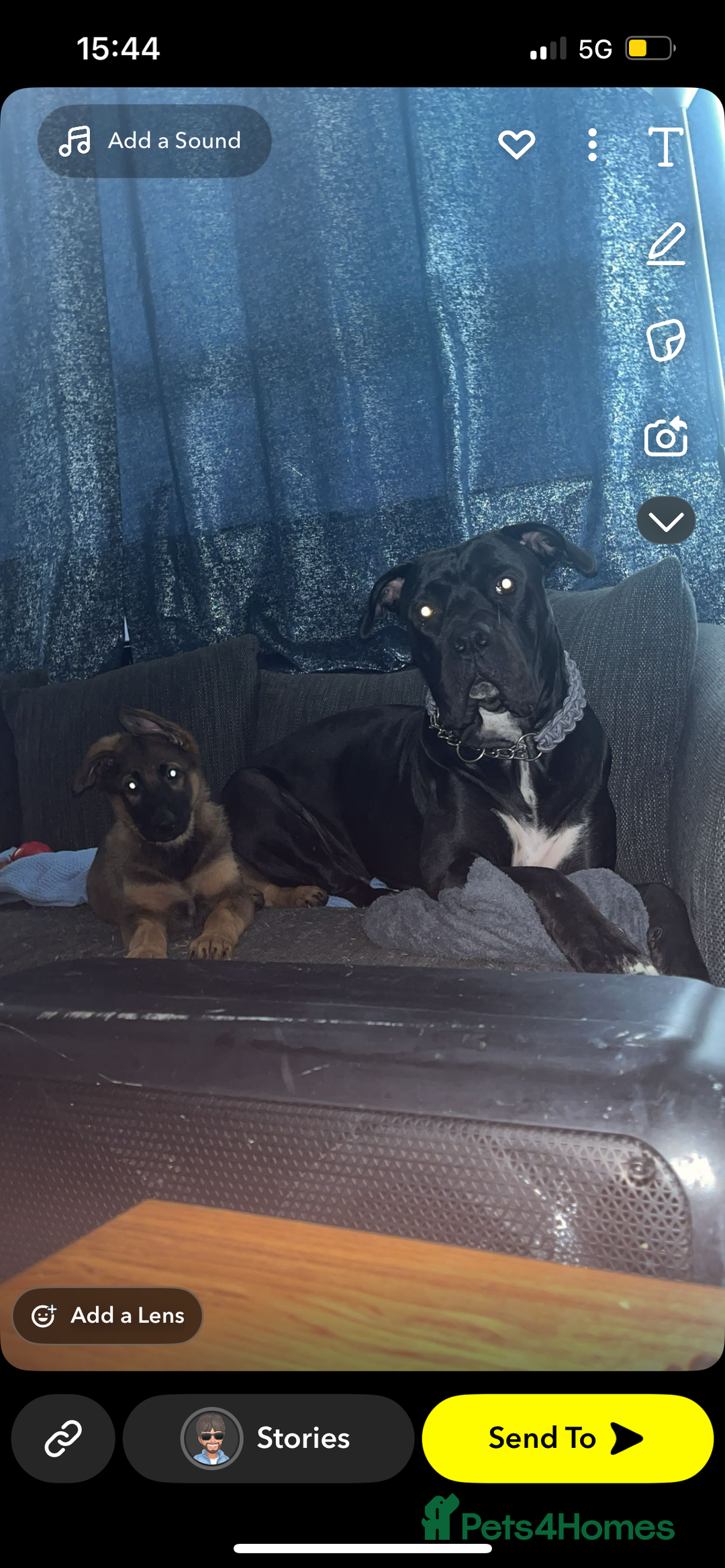 German Shepherd dogs for sale: Narla GSD puppy - Image 3