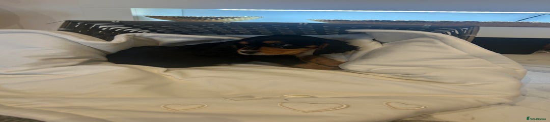 Cocker Spaniel Puppy 4