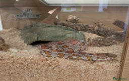Corn Snake reptiles for sale: Corn Snake - Image 4