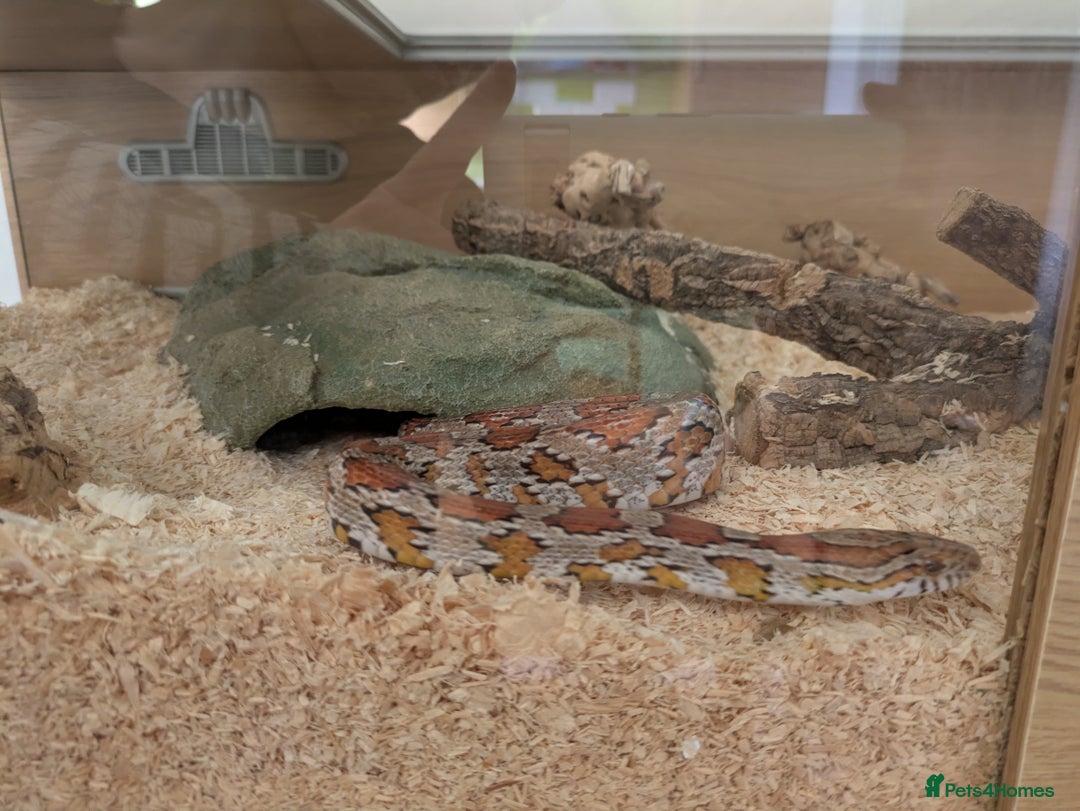 Corn Snake reptiles for sale: Corn Snake - Image 4