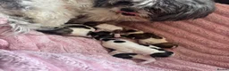 Shih Tzu dogs for sale: 9 beautiful Shih Tuz pups 🩷💙 - Advert 12