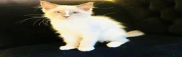 Ragdoll cats for sale: GCCF RAGDOLLS  - Advert 7
