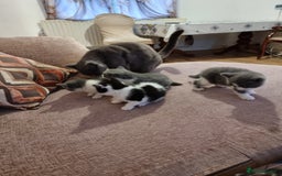 British Shorthair cats for sale: 4 mixed british short-hair kitten for sale - Image 8