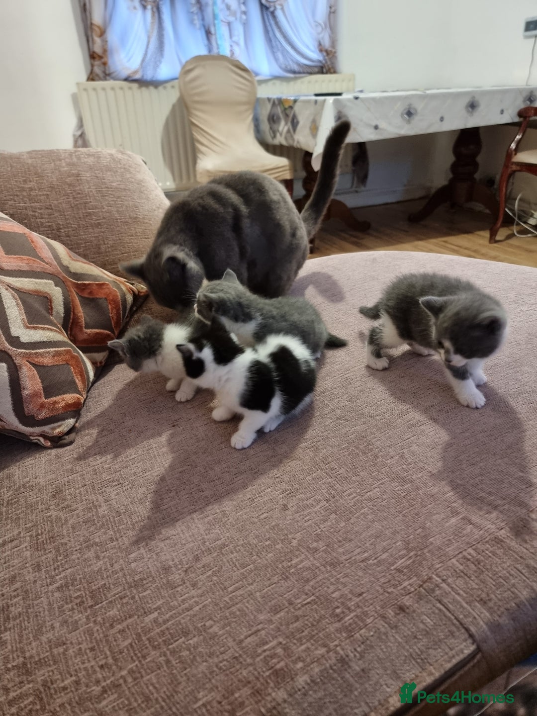 British Shorthair cats for sale: 4 mixed british short-hair kitten for sale - Image 8