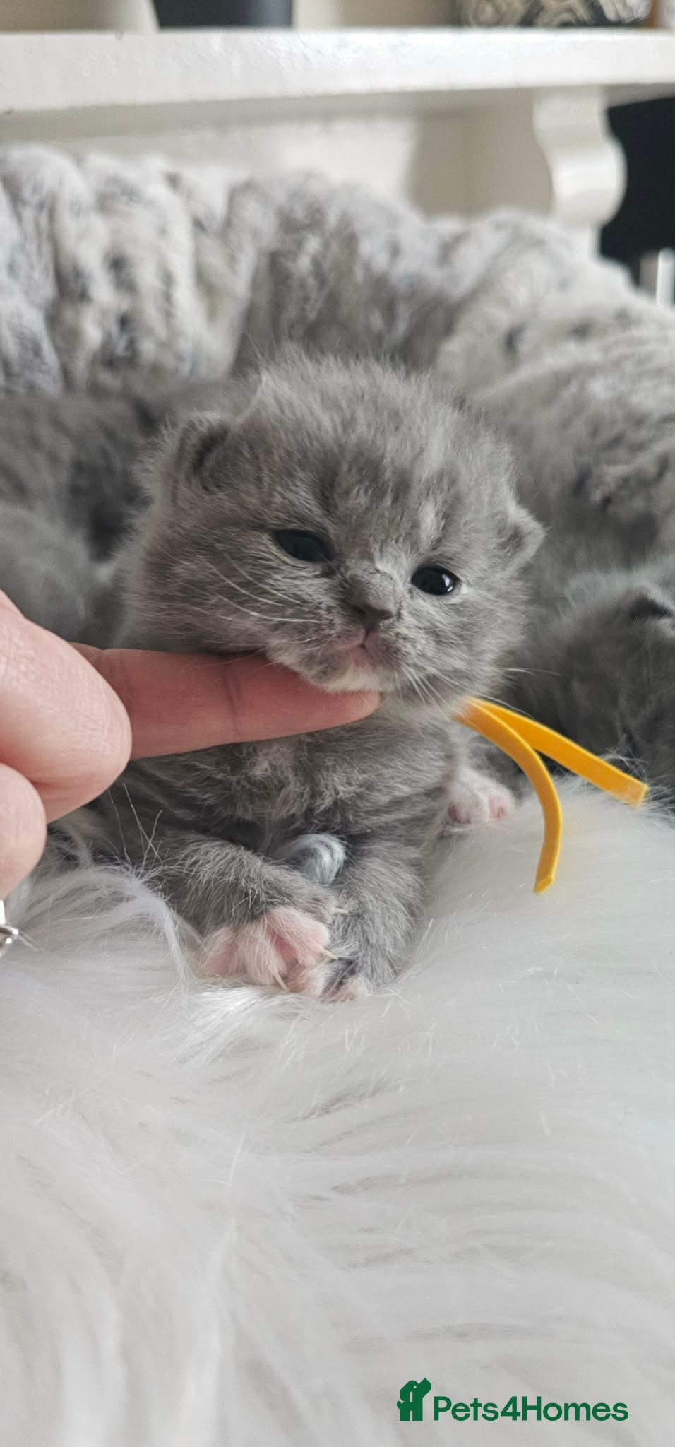 British Shorthair cats British Shorthair Kittens GCCF - Advert 2