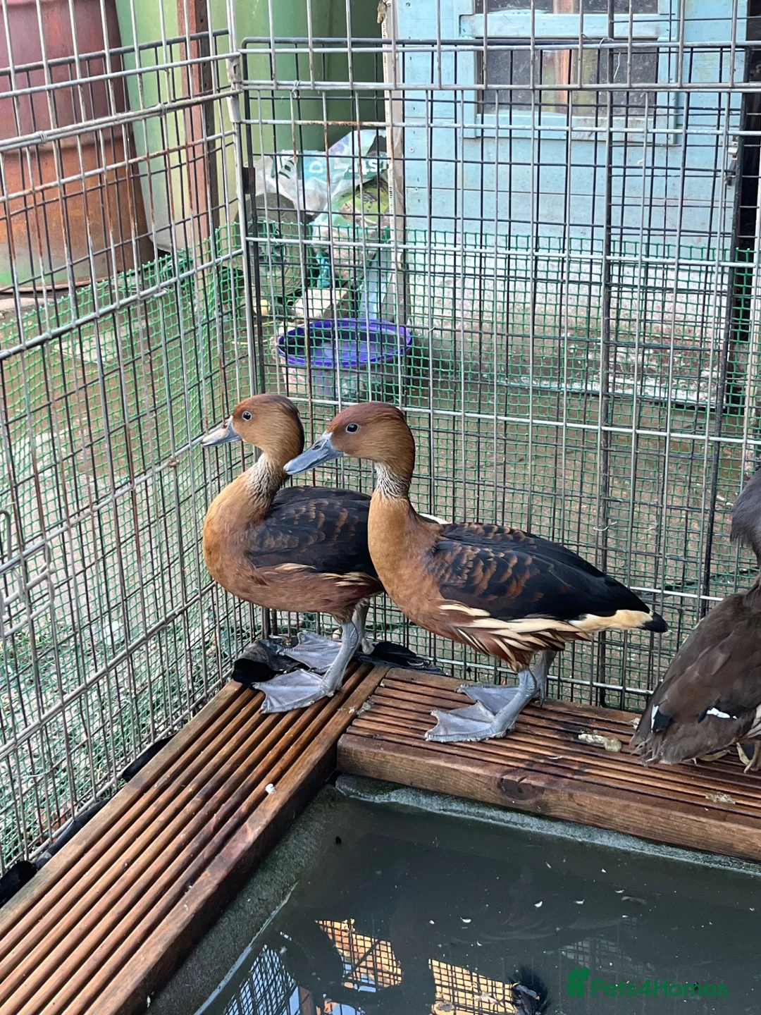 Ducks poultry for sale: Fulvous whistling duck  - Advert 2