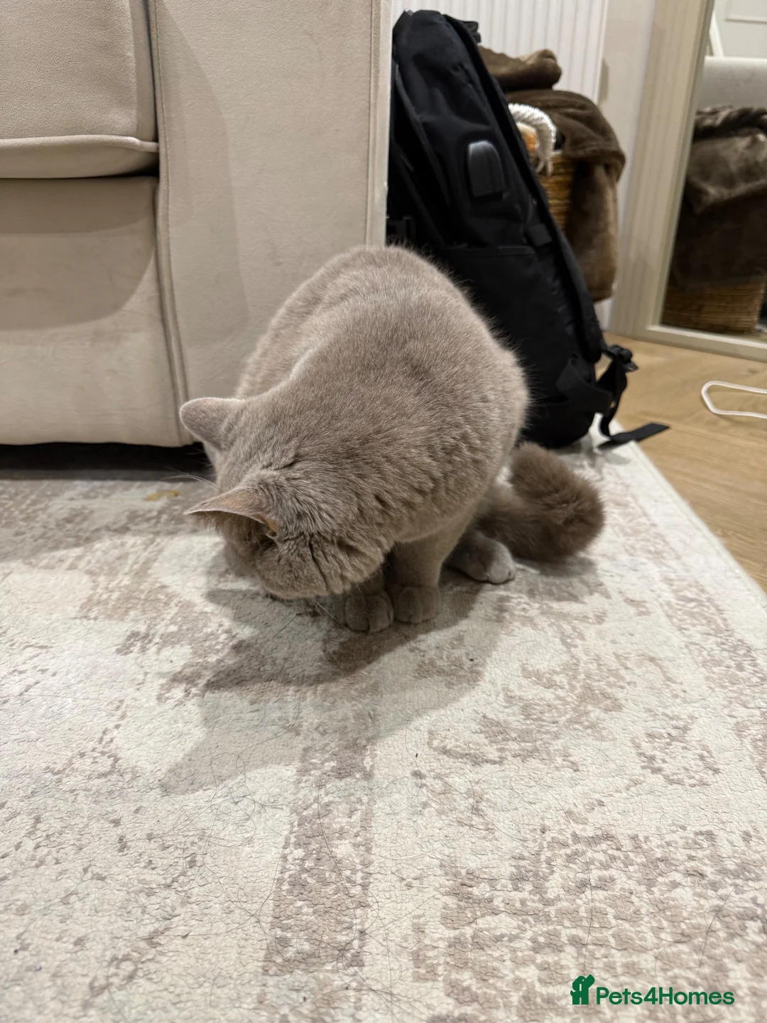 British Shorthair cats for sale: lilac british short hair - Advert 5
