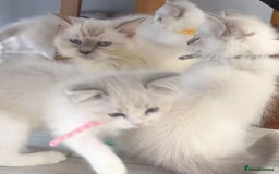 Ragdoll cats for sale: 6 Randall kittens  - Image 7