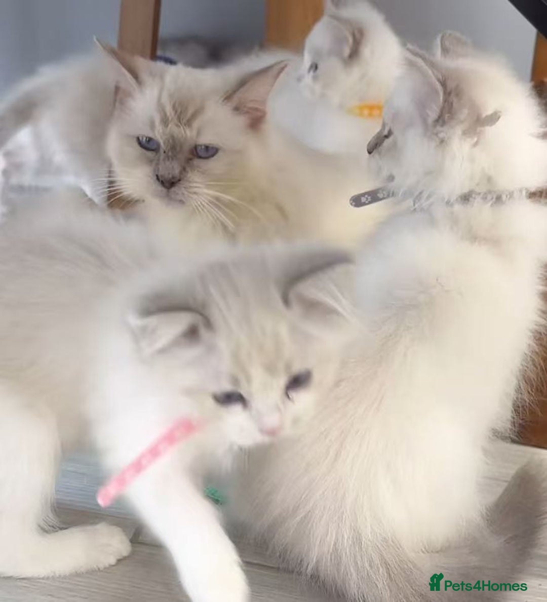 Ragdoll cats for sale: 6 Randall kittens  - Image 7