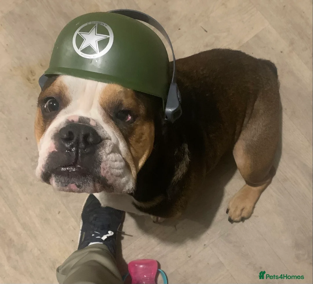 English Bulldog dogs for sale: English bulldog - Advert 1