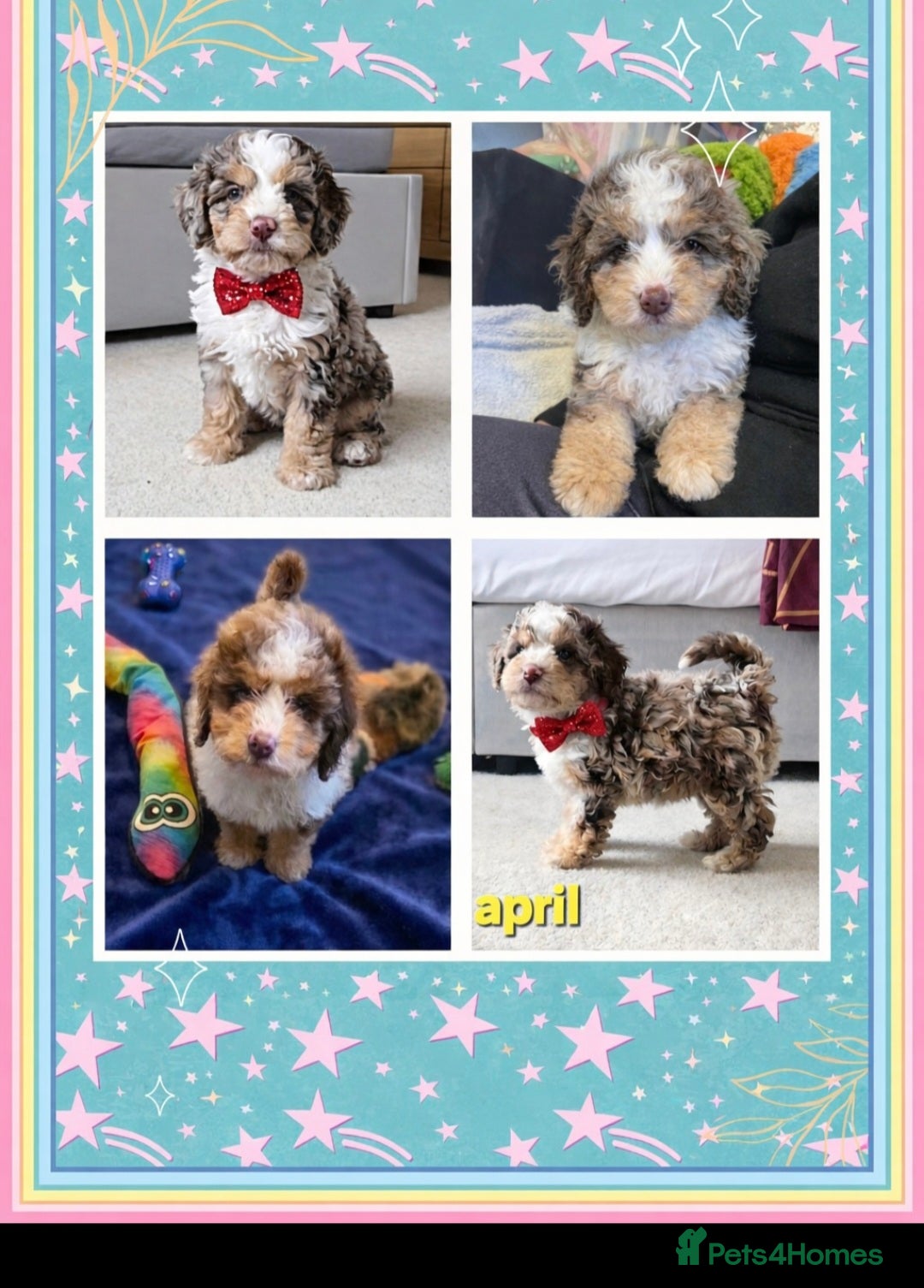 Cockapoo dogs LAST PUPPY REMAINING - 8 WEEKS OLD & READY NOW 🐶 - Advert 16