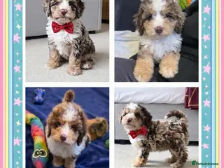 Cockapoo dogs LAST PUPPY REMAINING - 8 WEEKS OLD & READY NOW 🐶 - Advert 16