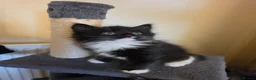Mixed Breed cats for sale: 3 beautiful kittens - Advert 9
