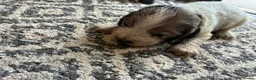 Cocker Spaniel dogs for sale: Beautiful Cocker spaniel puppies for sale  in Mansfield - Advert 5