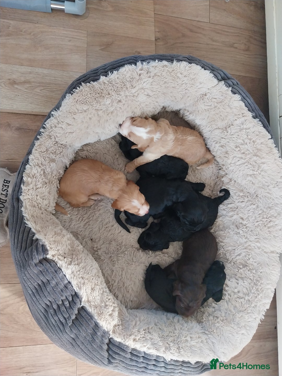 Cockapoo dogs for sale: Adorable Cockapoo puppies  - Image 7