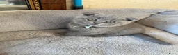 Scottish Fold cats for sale: 7 Scottish fold 😍beautiful  healthy kittens - Advert 10
